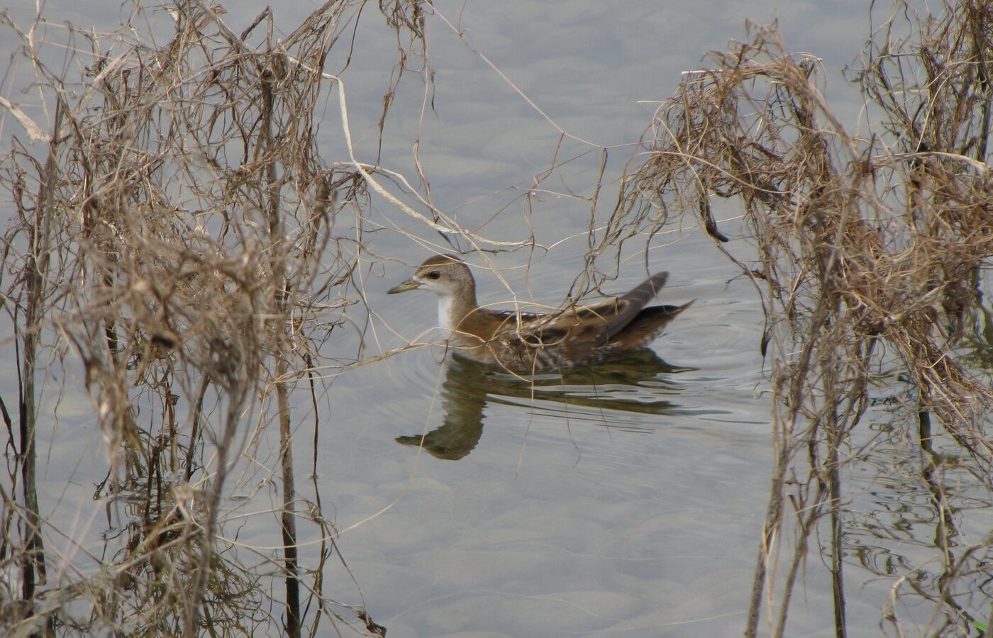 Little Crake