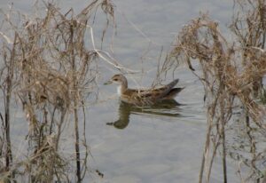 Little Crake