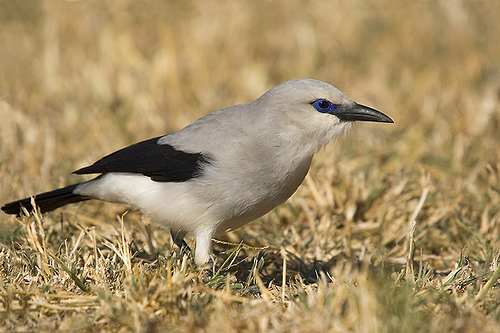 Stresemann’s Bushcrow
