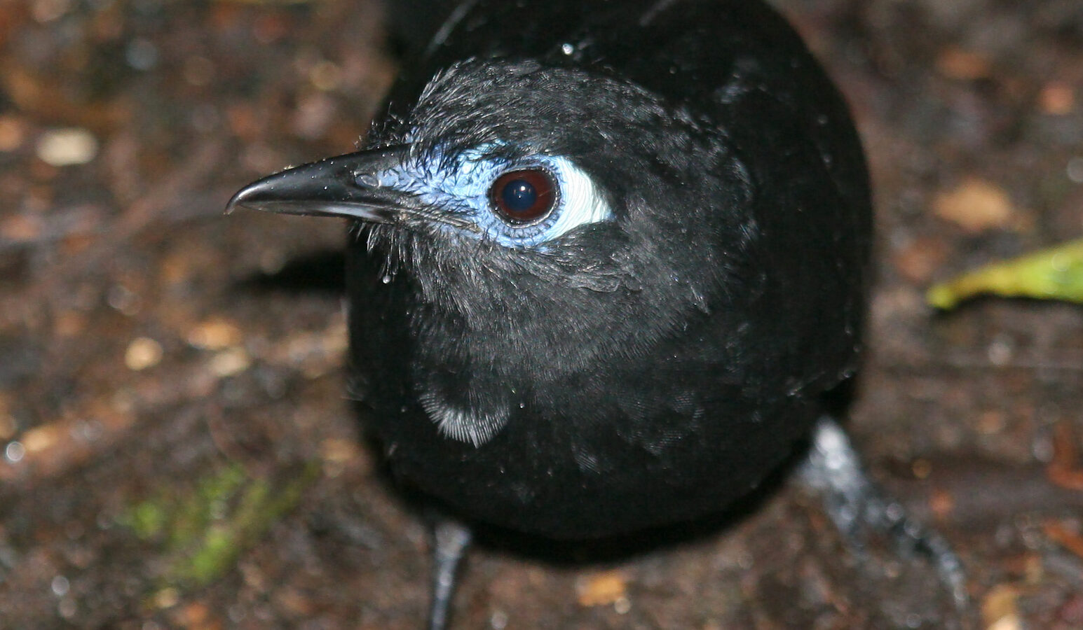 Zeledon’s Antbird