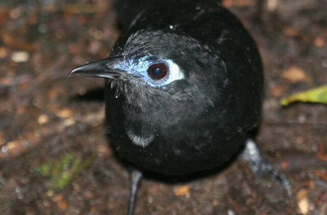 Zeledon’s Antbird
