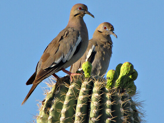White-winged Dove