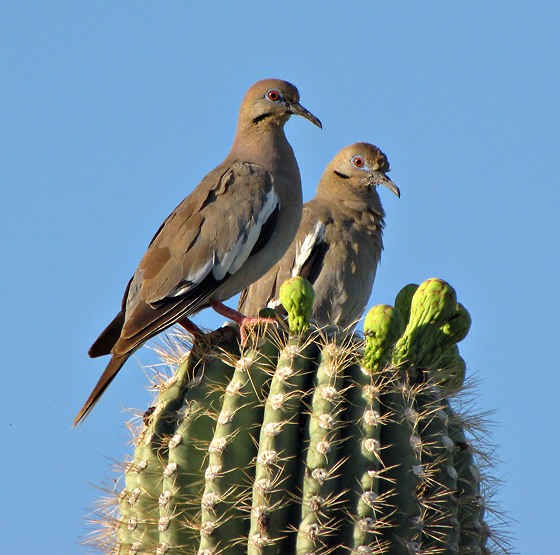 White-winged Dove