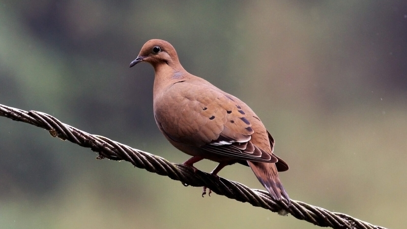 Zenaida Dove