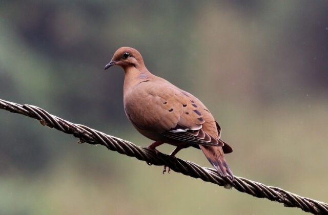 Zenaida Dove