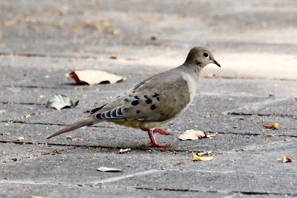 Mourning Dove