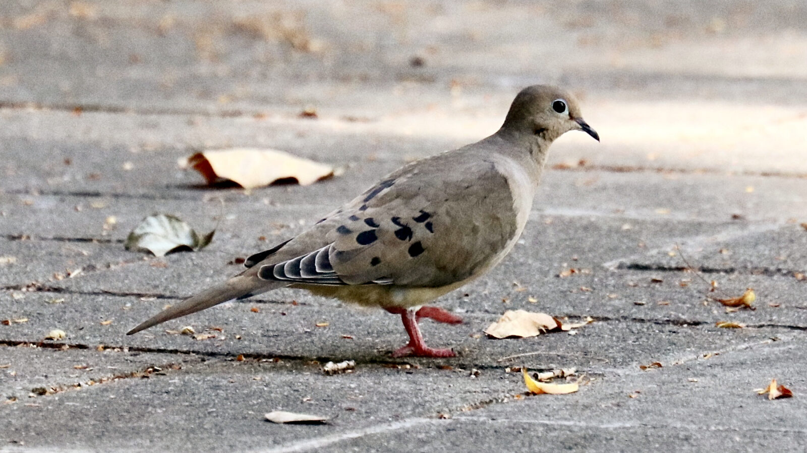 Mourning Dove