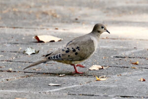 Mourning Dove