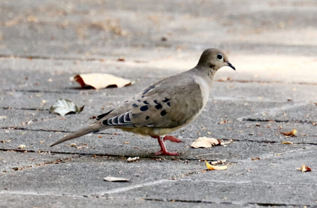 Mourning Dove