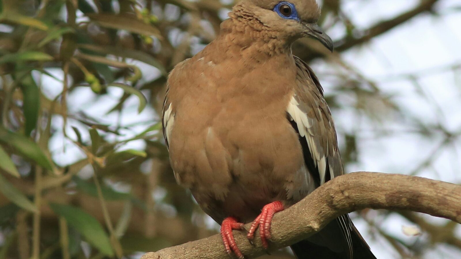 West Peruvian Dove