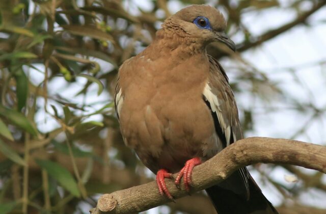 West Peruvian Dove