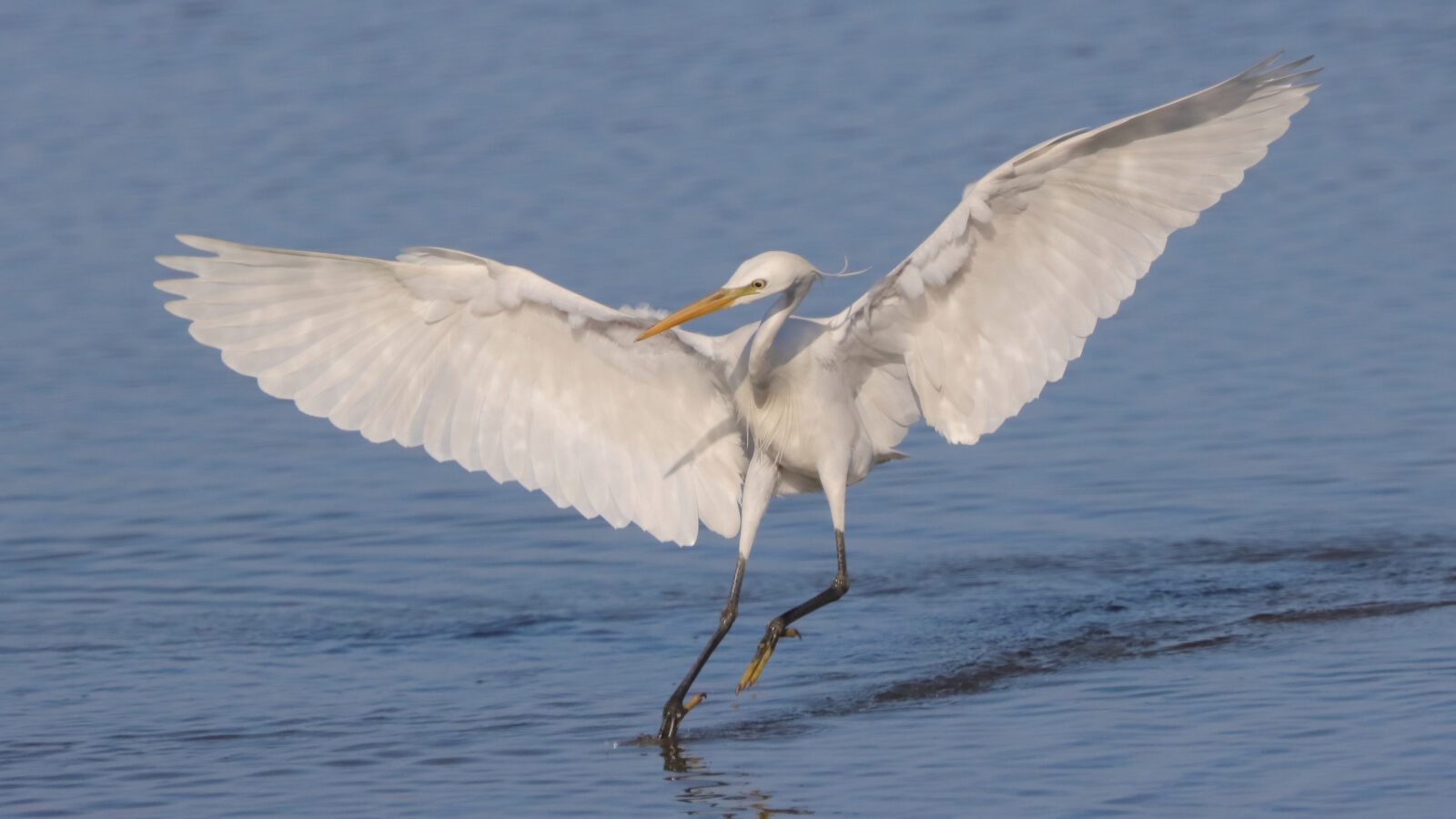 Chinese Egret