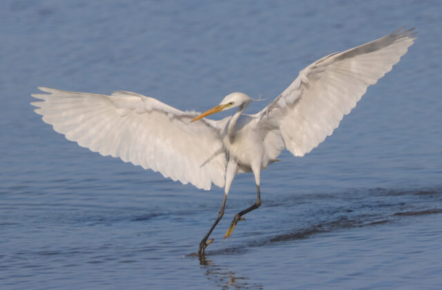 Chinese Egret