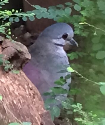 Tuxtla Quail-Dove