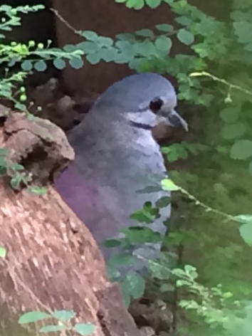 Tuxtla Quail-Dove