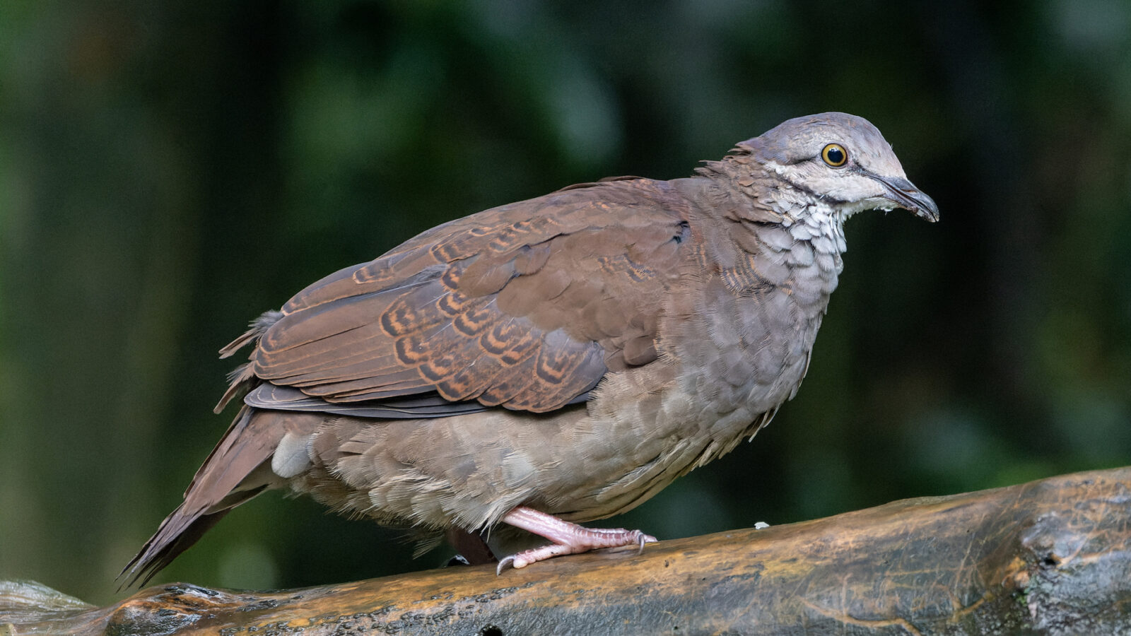 White-throated Quail-Dove
