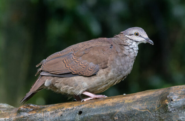White-throated Quail-Dove