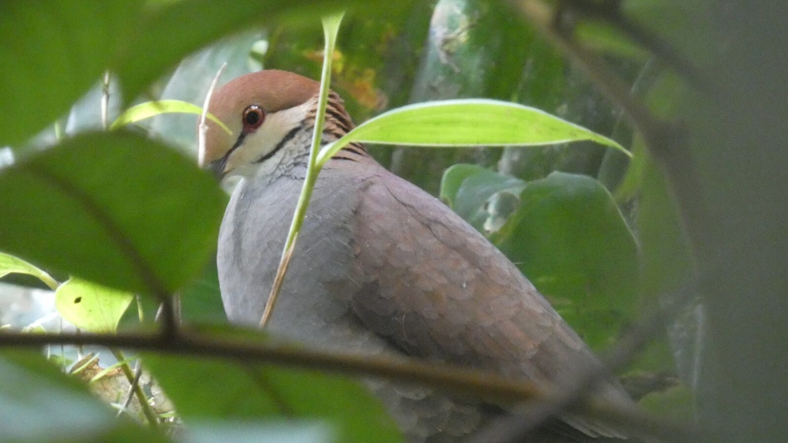 Russet-crowned Quail-Dove