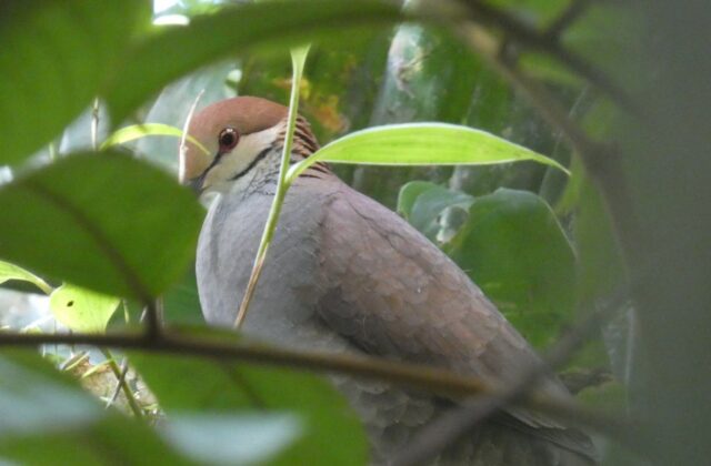 Russet-crowned Quail-Dove