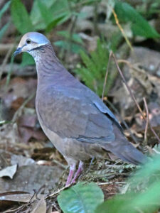 Lined Quail-Dove