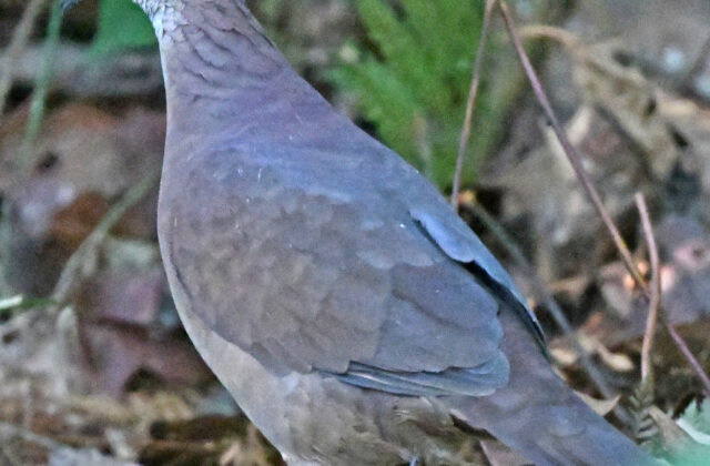 Lined Quail-Dove