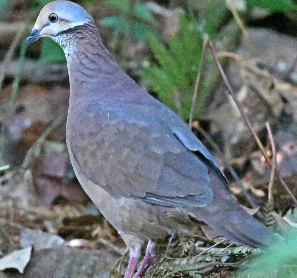 Lined Quail-Dove