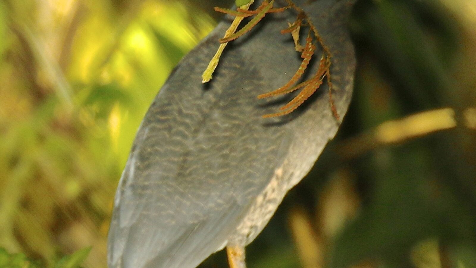 Zigzag Heron