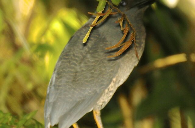 Zigzag Heron