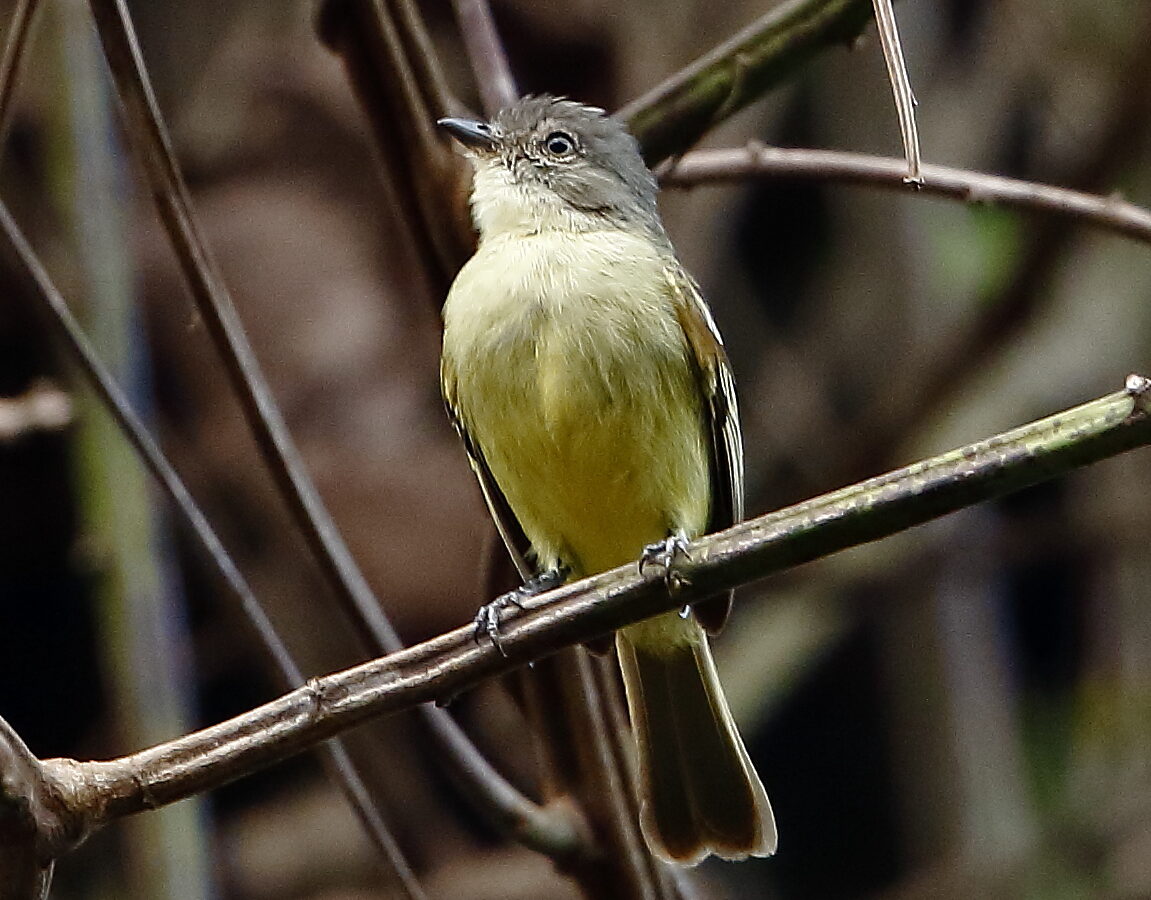 Guianan Tyrannulet