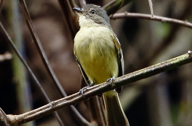 Guianan Tyrannulet