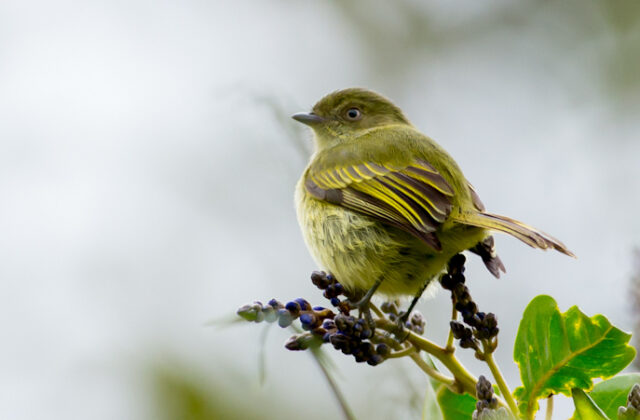 Bolivian Tyrannulet
