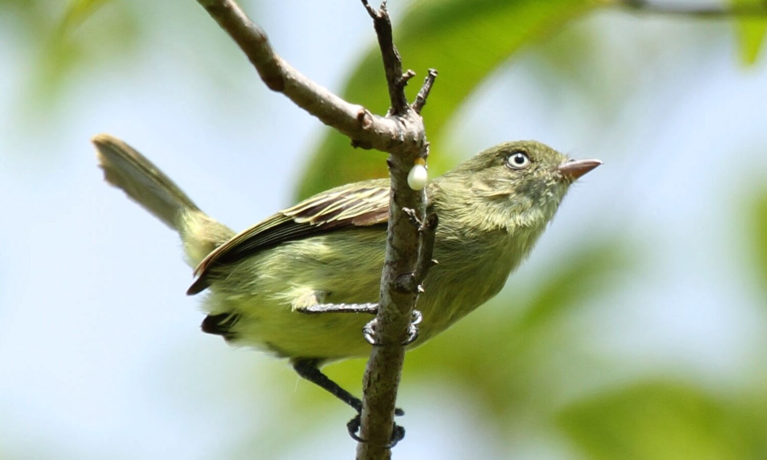 Chico’s Tyrannulet