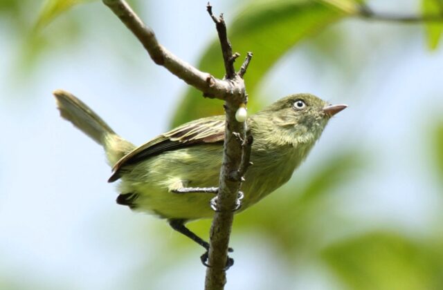 Chico’s Tyrannulet