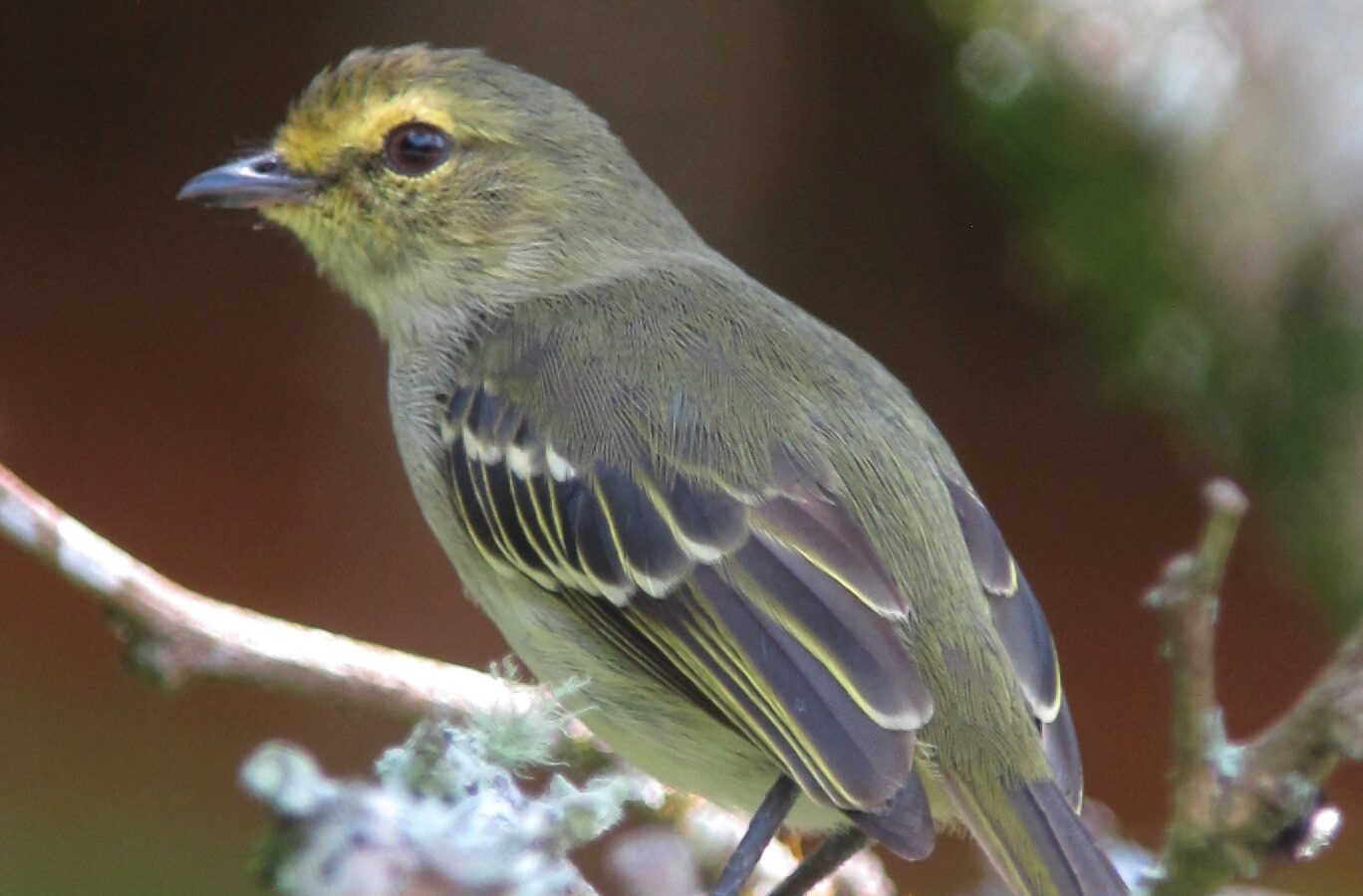 Golden-faced Tyrannulet
