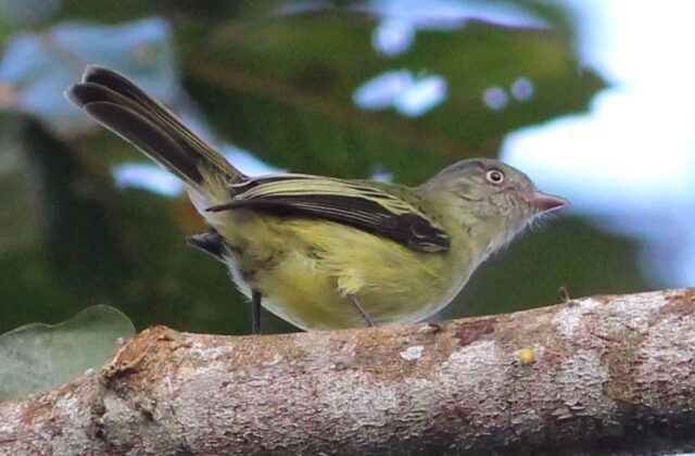 Red-billed Tyrannulet