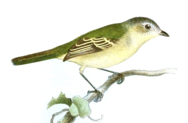 Slender-footed Tyrannulet
