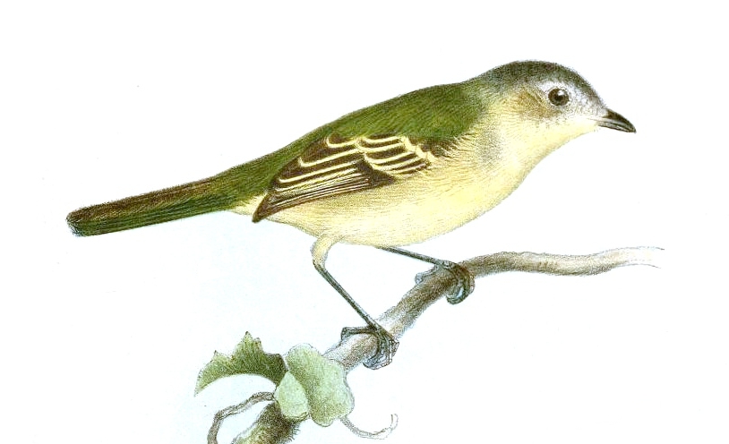 Slender-footed Tyrannulet