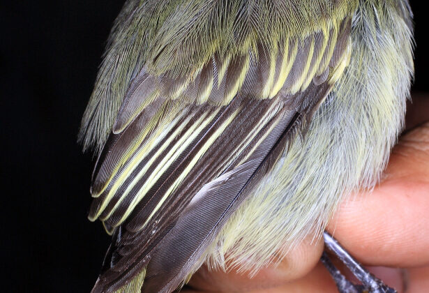 Spectacled Tyrannulet
