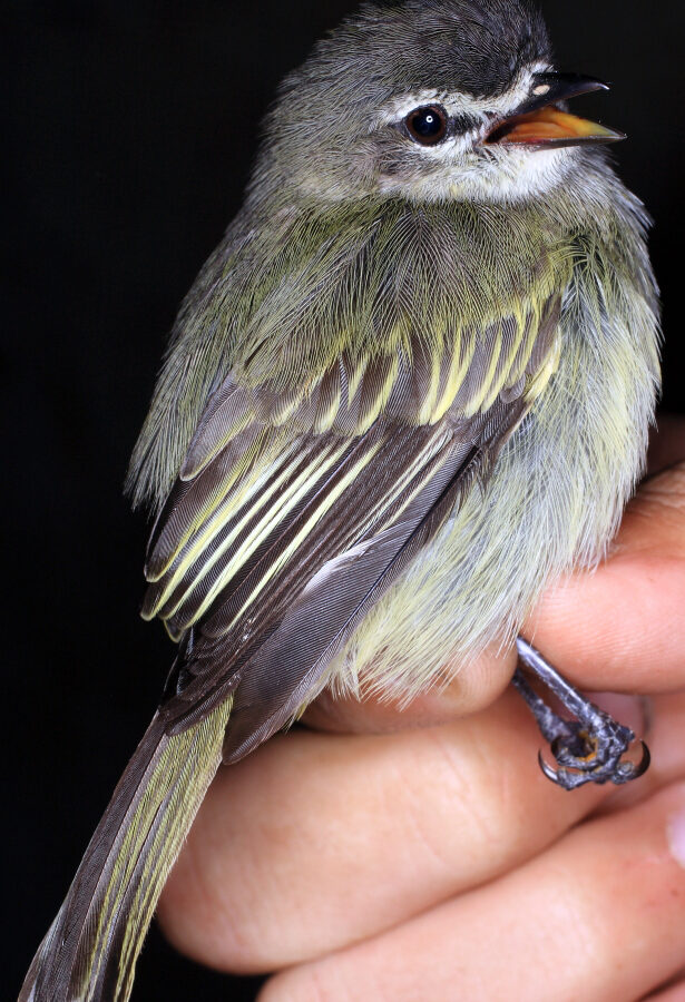 Spectacled Tyrannulet