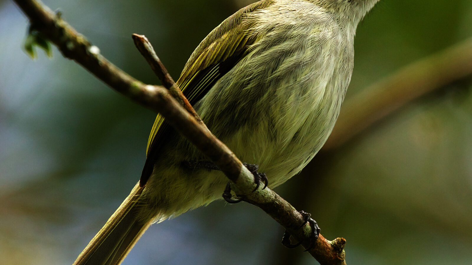 Venezuelan Tyrannulet
