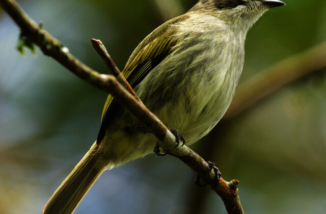 Venezuelan Tyrannulet