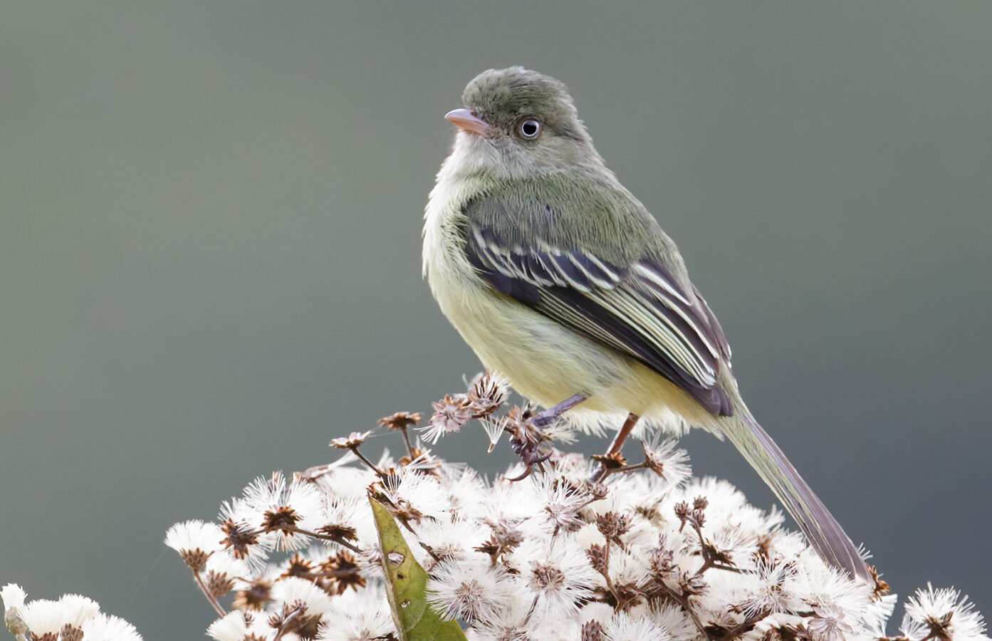 Mishana Tyrannulet