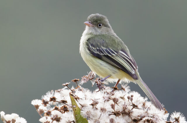 Mishana Tyrannulet