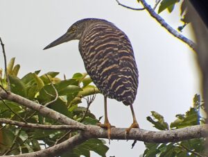 Forest Bittern