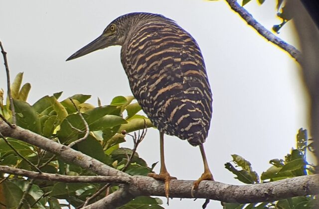 Forest Bittern