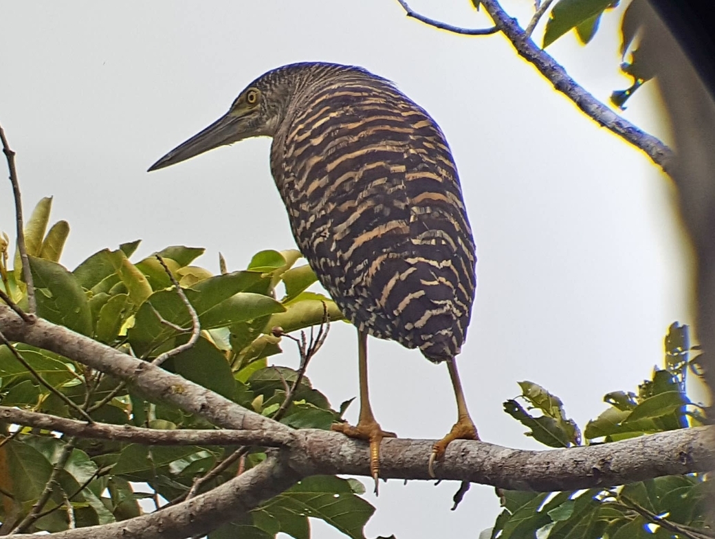 Forest Bittern