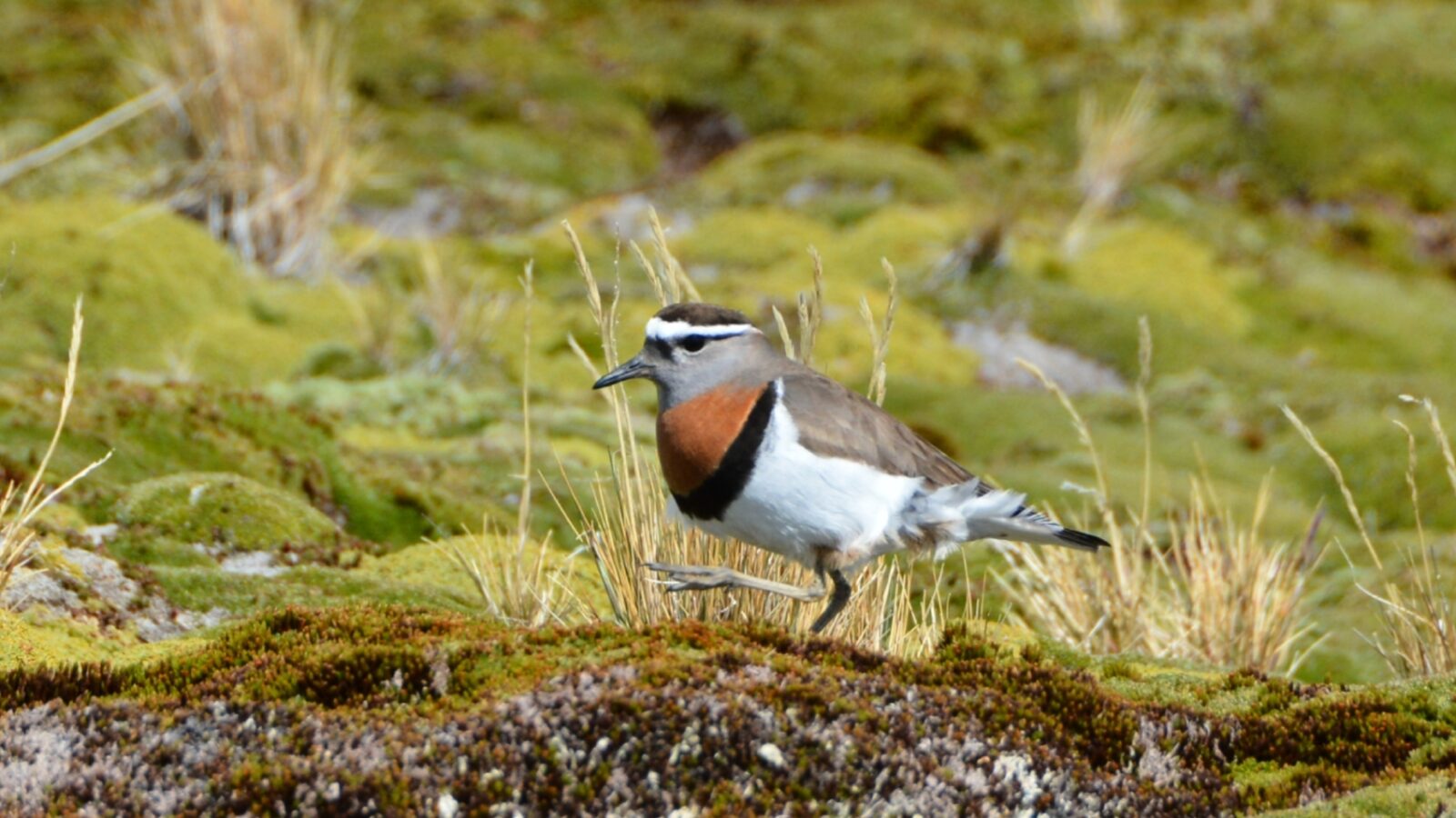 Rufous-chested Dotterel