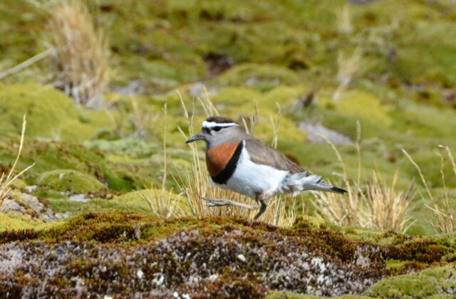 Rufous-chested Dotterel