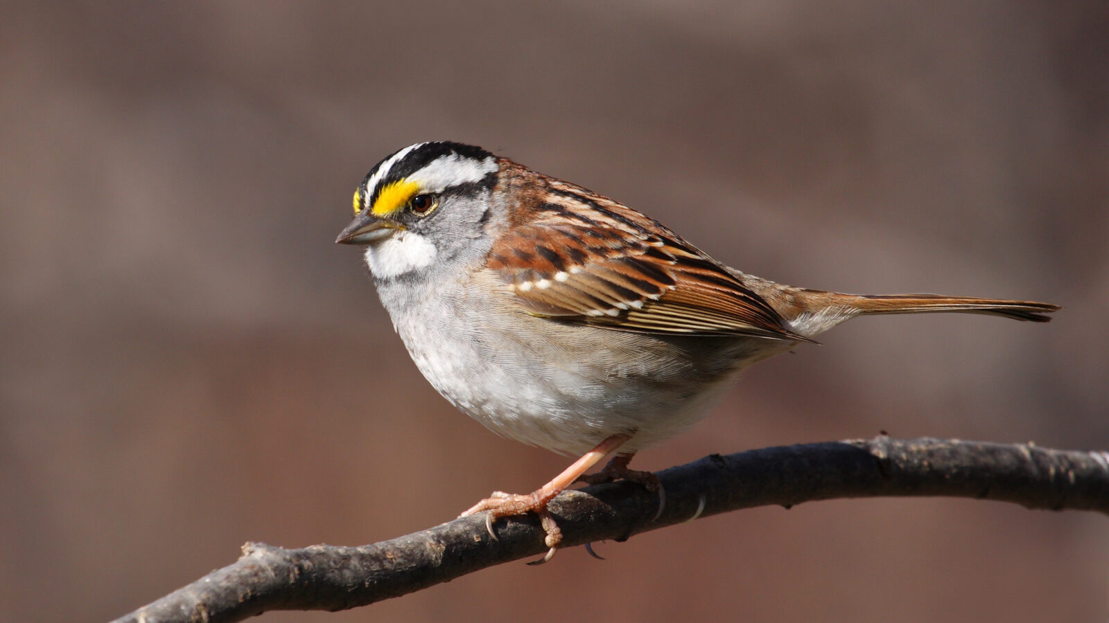 White-throated Sparrow