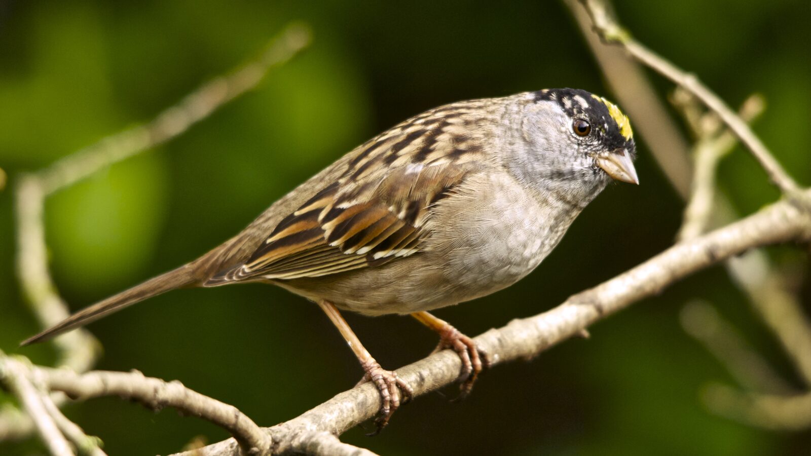 Golden-crowned Sparrow